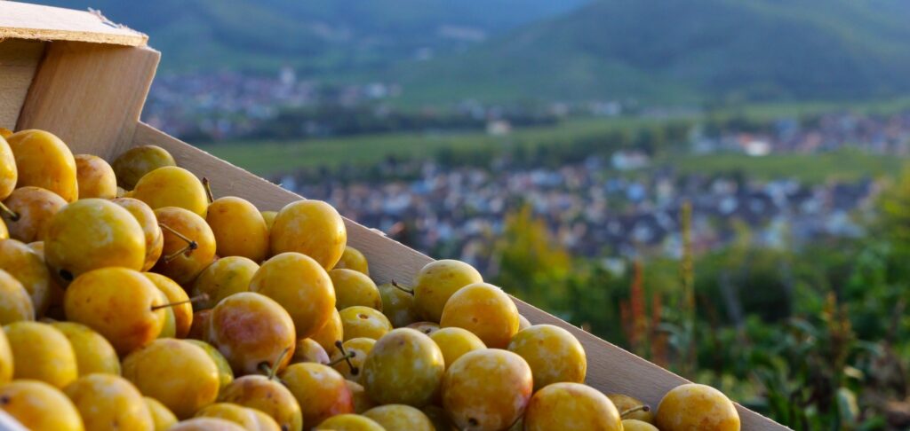 Fruits Bernard en Alsace